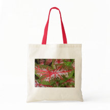 Caladium Fourre-tout