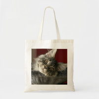 Chaton Fourre-tout de ragondin du Maine