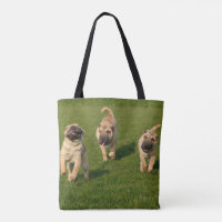 Chiots espiègles de Shar Pei