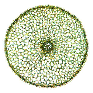 Tote Bag Drapeau doux (racine d'Acorus)