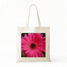 Marguerite rose de Gerbera