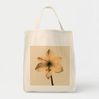 sépia amaryllis