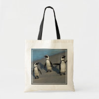Spheniscus africain Demersus des pingouins |