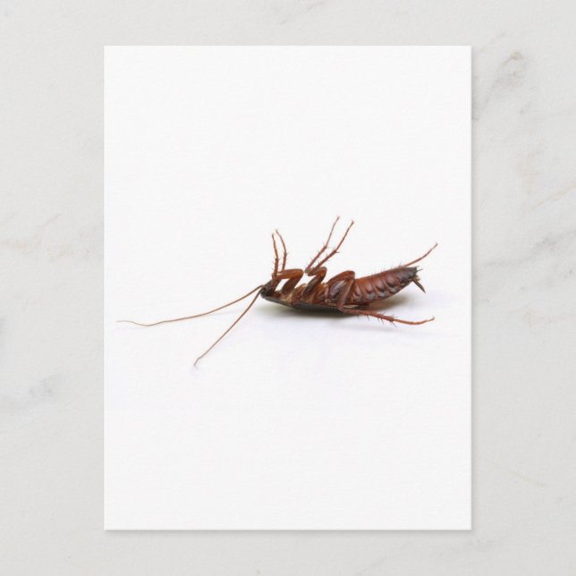 Tote Kakerlake Postkarte (Vorderseite)