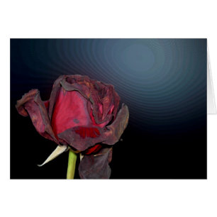 Tote Rosen 1
