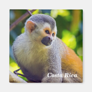 Totenkopfaffe in Manuel Antonio NP - Costa Rica Magnet