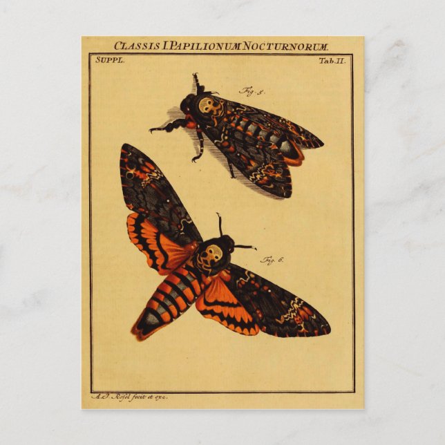 Totenkopfmoth Postkarte (Vorderseite)