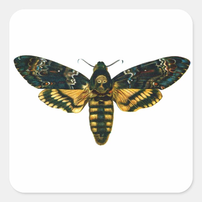 Totenkopfmoth Quadratischer Aufkleber (Vorderseite)