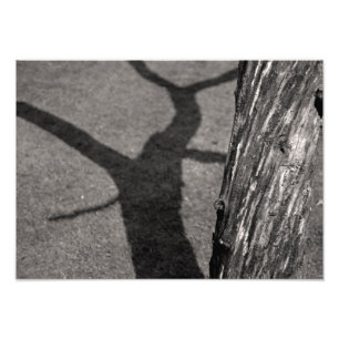 Toter Baum Fotodruck