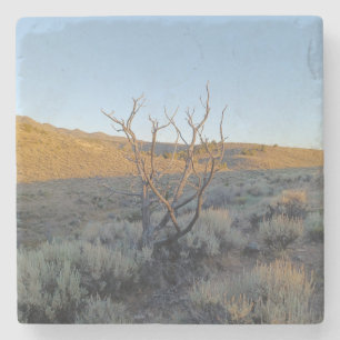 Toter Baum in der Nevada-Wüste Steinuntersetzer