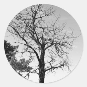 Toter Baum Runder Aufkleber