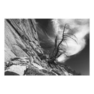 Toter Juniper Tree an der Kante des Halbkuppels Gr Fotodruck