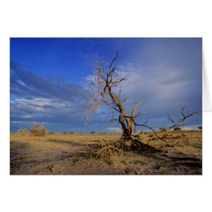 Toter Kameldorn (Acacia Erioloba) Baum
