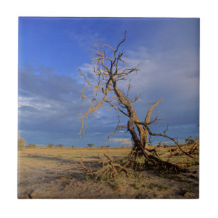 Toter Kameldorn (Acacia Erioloba) Baum Fliese