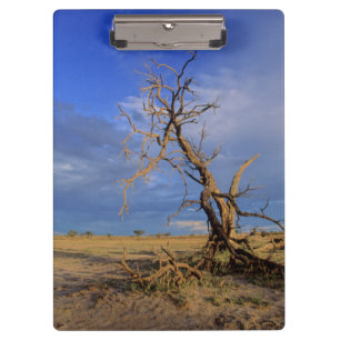 Toter Kameldorn (Acacia Erioloba) Baum Klemmbrett