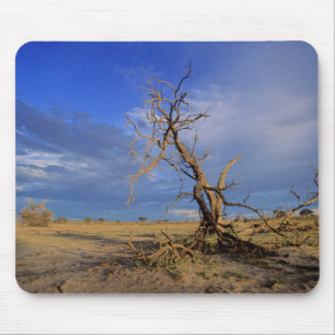 Toter Kameldorn (Acacia Erioloba) Baum Mousepad