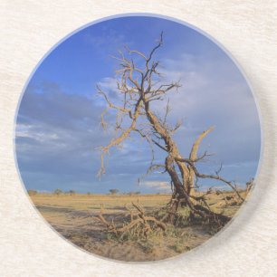 Toter Kameldorn (Acacia Erioloba) Baum Sandstein Untersetzer
