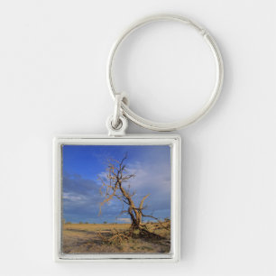 Toter Kameldorn (Acacia Erioloba) Baum Schlüsselanhänger