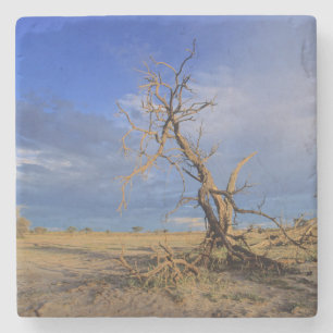 Toter Kameldorn (Acacia Erioloba) Baum Steinuntersetzer