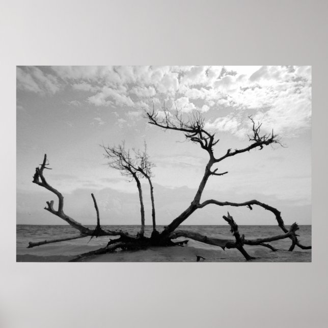Totes Holz Poster (Vorne)