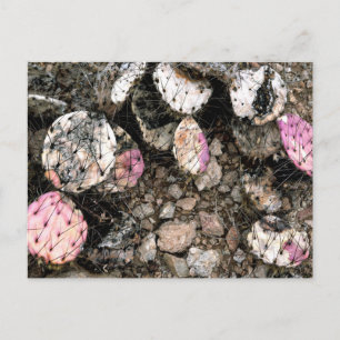 Totes rosa Kaktus Postkarte