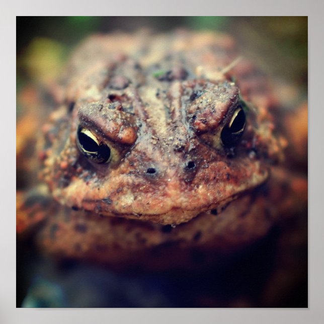 Toto nach oben Nah Poster (Vorne)