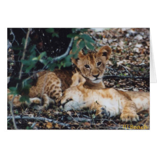 Toto Simbas (Baby-Löwen)