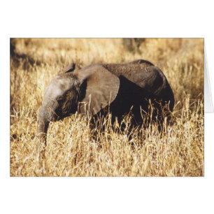 Toto Tembo (Baby-Elefant)