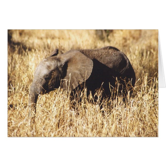 Toto Tembo (Baby-Elefant) (Vorderseite (Horizontal))