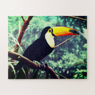 Toucan