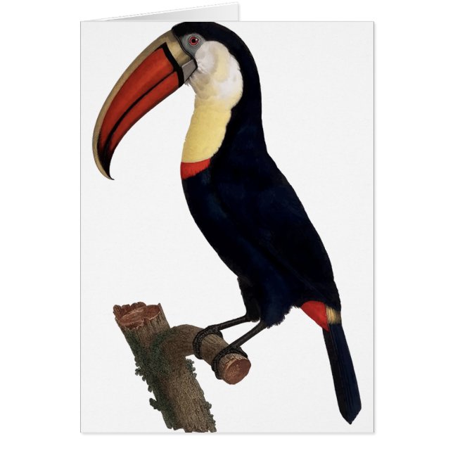 Toucan (Vorne)