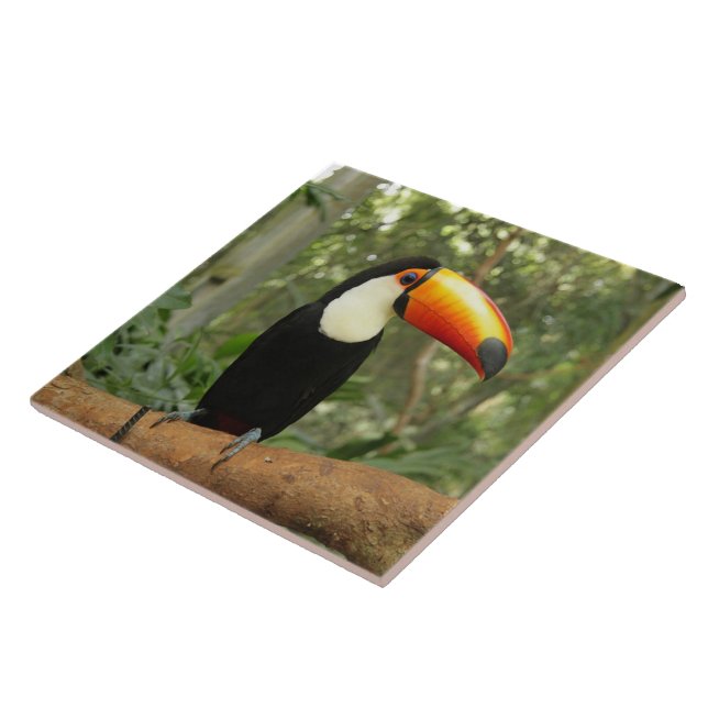 Toucan am Baumzweig Fliese (Seite)
