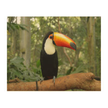Toucan am Baumzweig