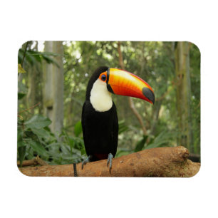 Toucan am Baumzweig Magnet