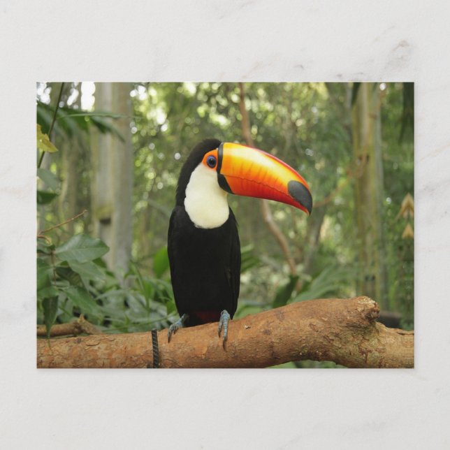Toucan am Baumzweig Postkarte (Vorderseite)