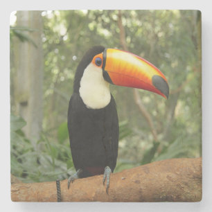 Toucan am Baumzweig Steinuntersetzer