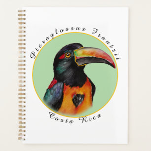 Toucan aquarelle