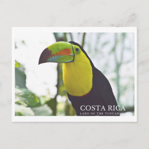 Toucan au Costa Rica carte postale souvenir