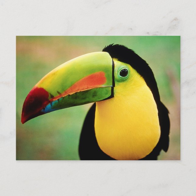 Toucan Bird Wild Nature farbenfrohe Fotografie Postkarte (Vorderseite)