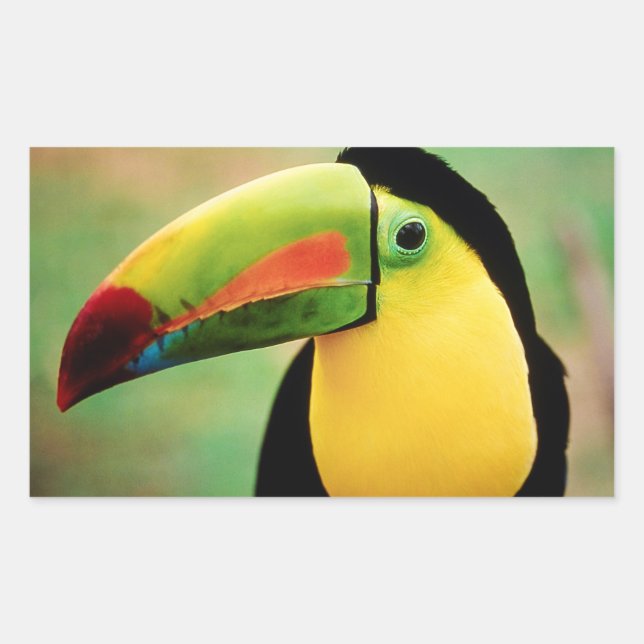 Toucan Bird Wild Nature farbenfrohe Fotografie Rechteckiger Aufkleber (Vorderseite)