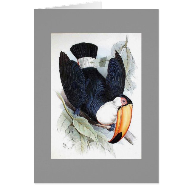 Toucan de Gould - de Toco (Devant)