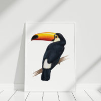 Toucan Exotic Bird Handgezeichnetes Illustrationsp