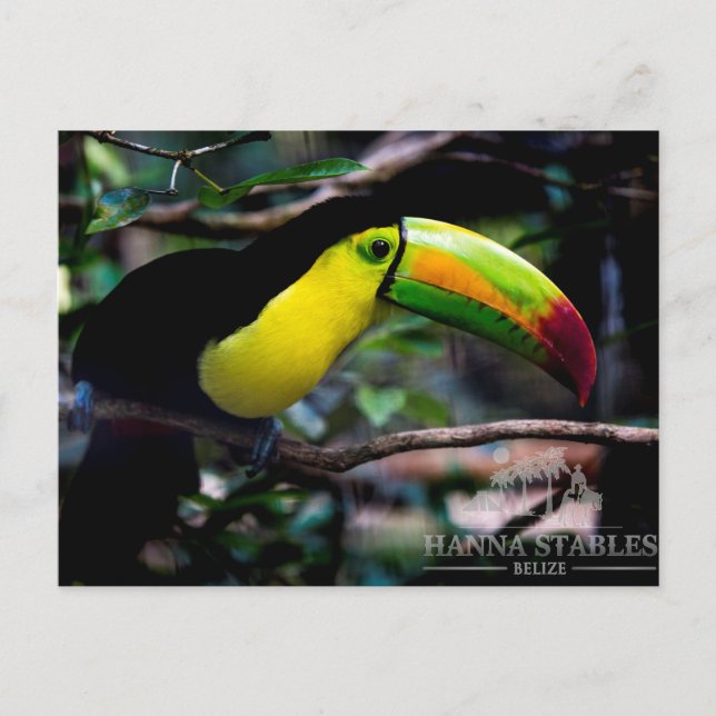 Toucan in Belize Postkarte (Vorderseite)