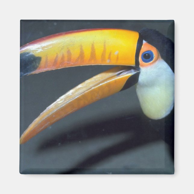 Toucan Magnet (Vorne)