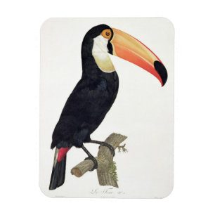 Toucan No.2, 'von der Geschichte der Vögel von Magnet