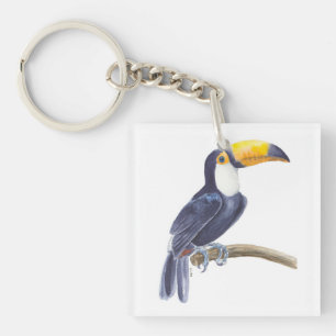 Toucan, oiseau tropical