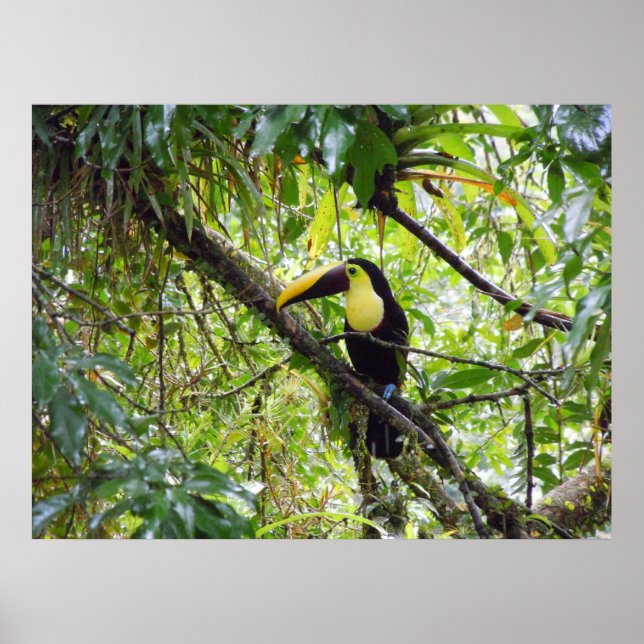 Toucan Poster (Vorne)