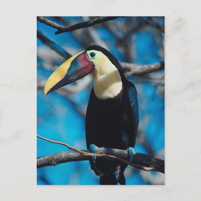 Toucan Postkarte (Vorderseite)