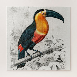 Toucan Ramphastos Illustration Vintage Kunst Print