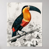 Toucan Ramphastos Illustration Vintage Kunst Print